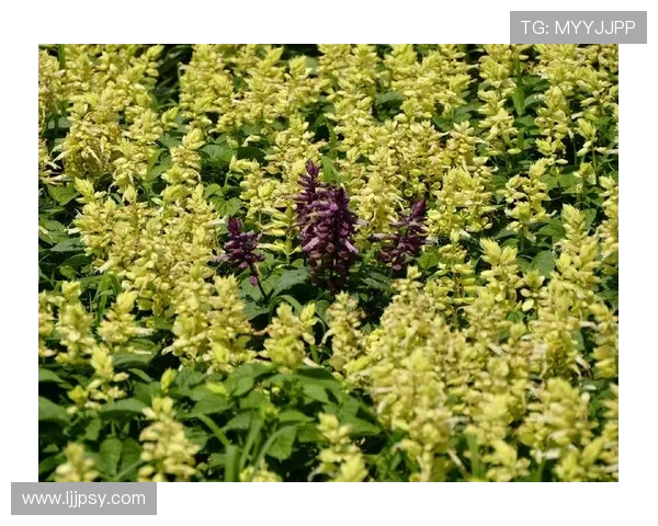 鍓敾璺ㄧ晫浜屼紶绗戠炕鍏ㄥ満锛佸コ鎺掕缁冩涔愬